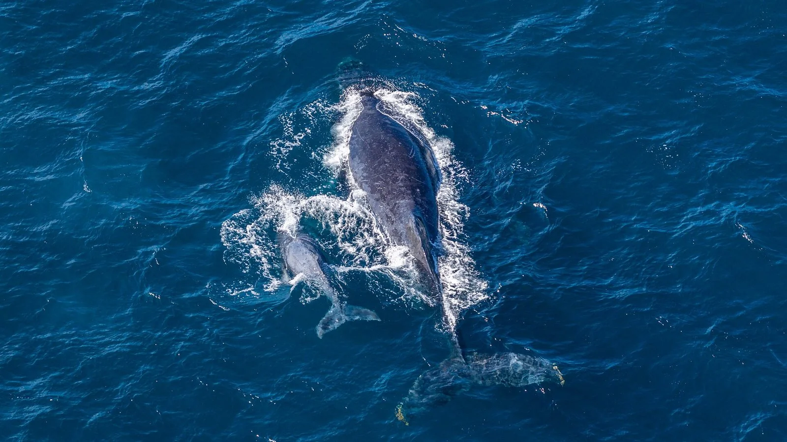 上から見た深い青の海で、大きなクジラと小さな子のクジラが並んで泳ぎ、白い波が立っている。